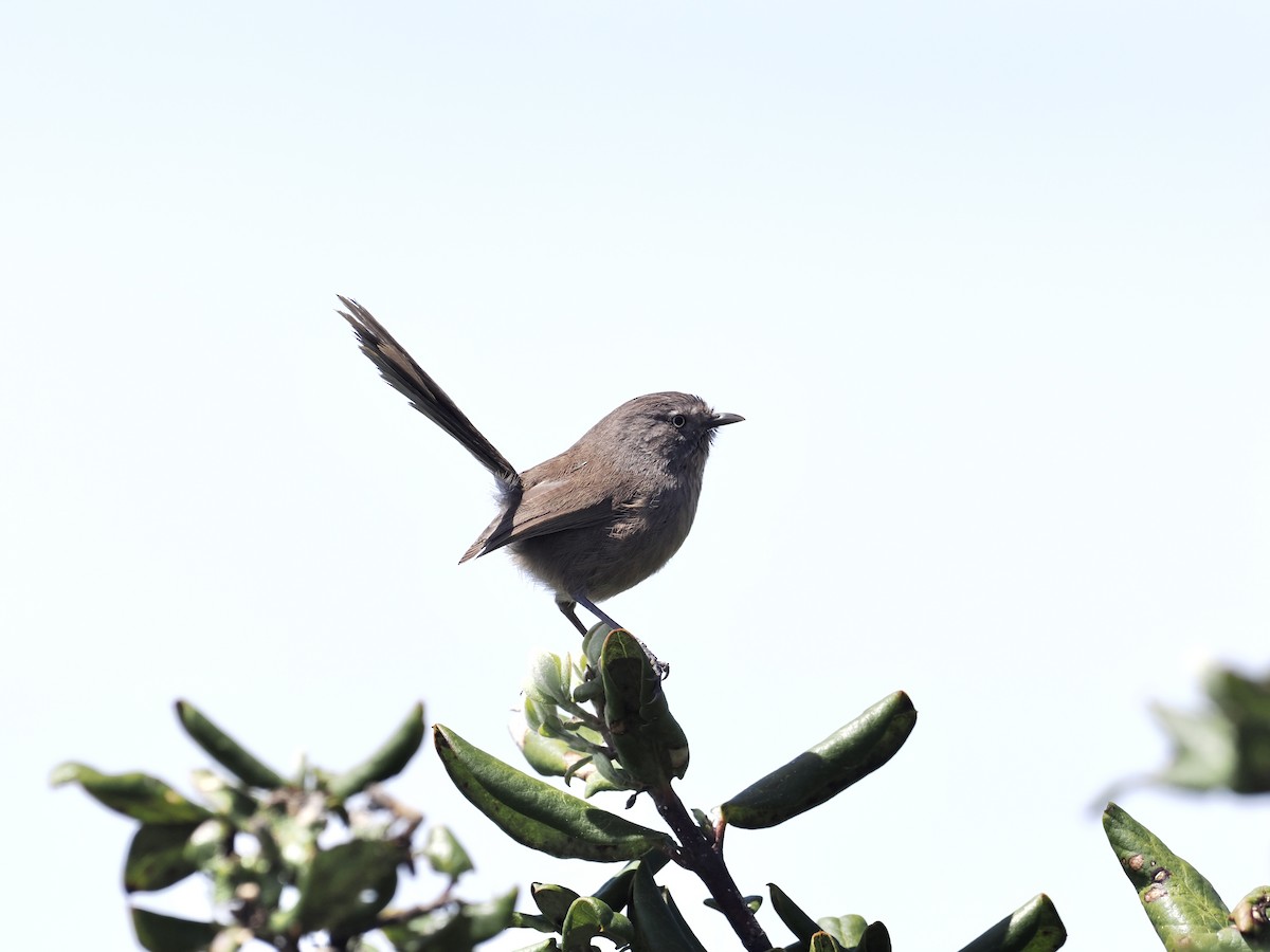 Wrentit - ML559623051