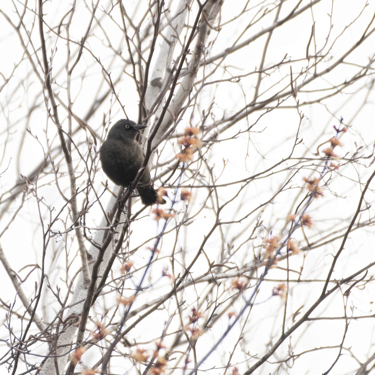 Rusty Blackbird - ML559623191