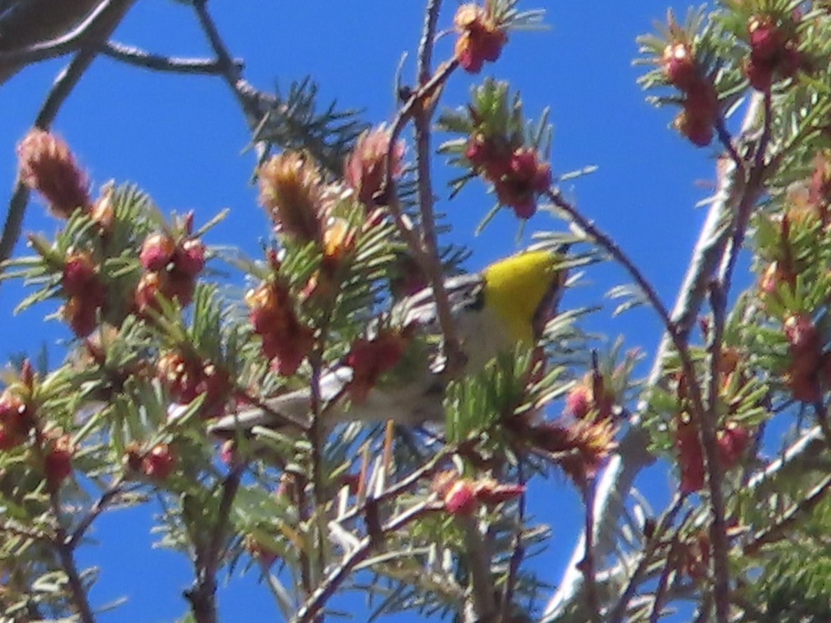 Grace's Warbler - J.A. Jensen