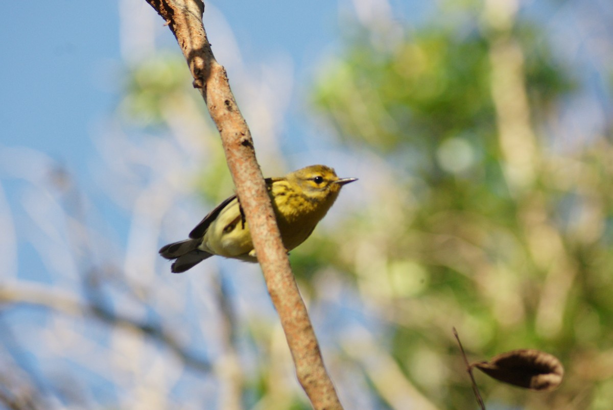 Prairie Warbler - ML559623841