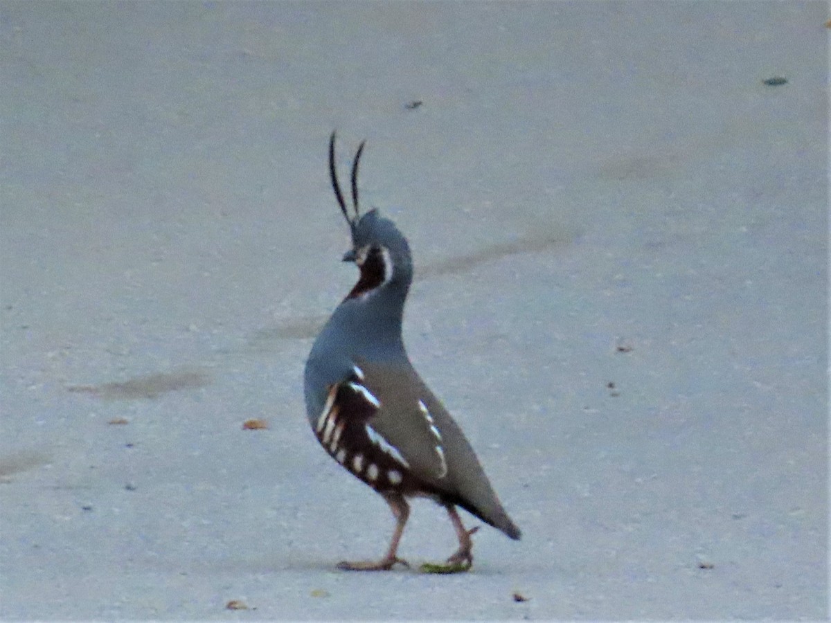 Mountain Quail - ML559623981