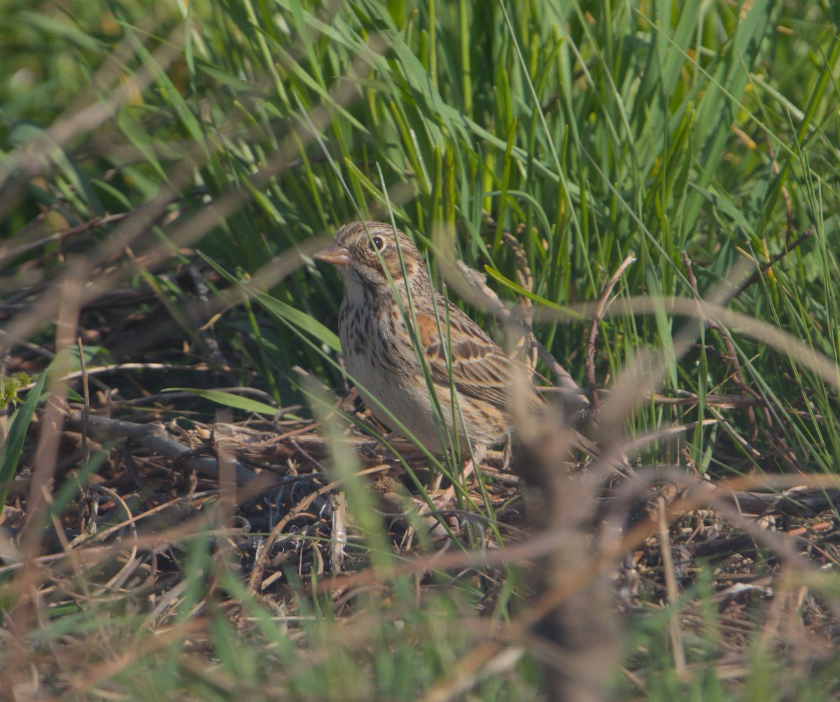 Vesper Sparrow - ML559624461