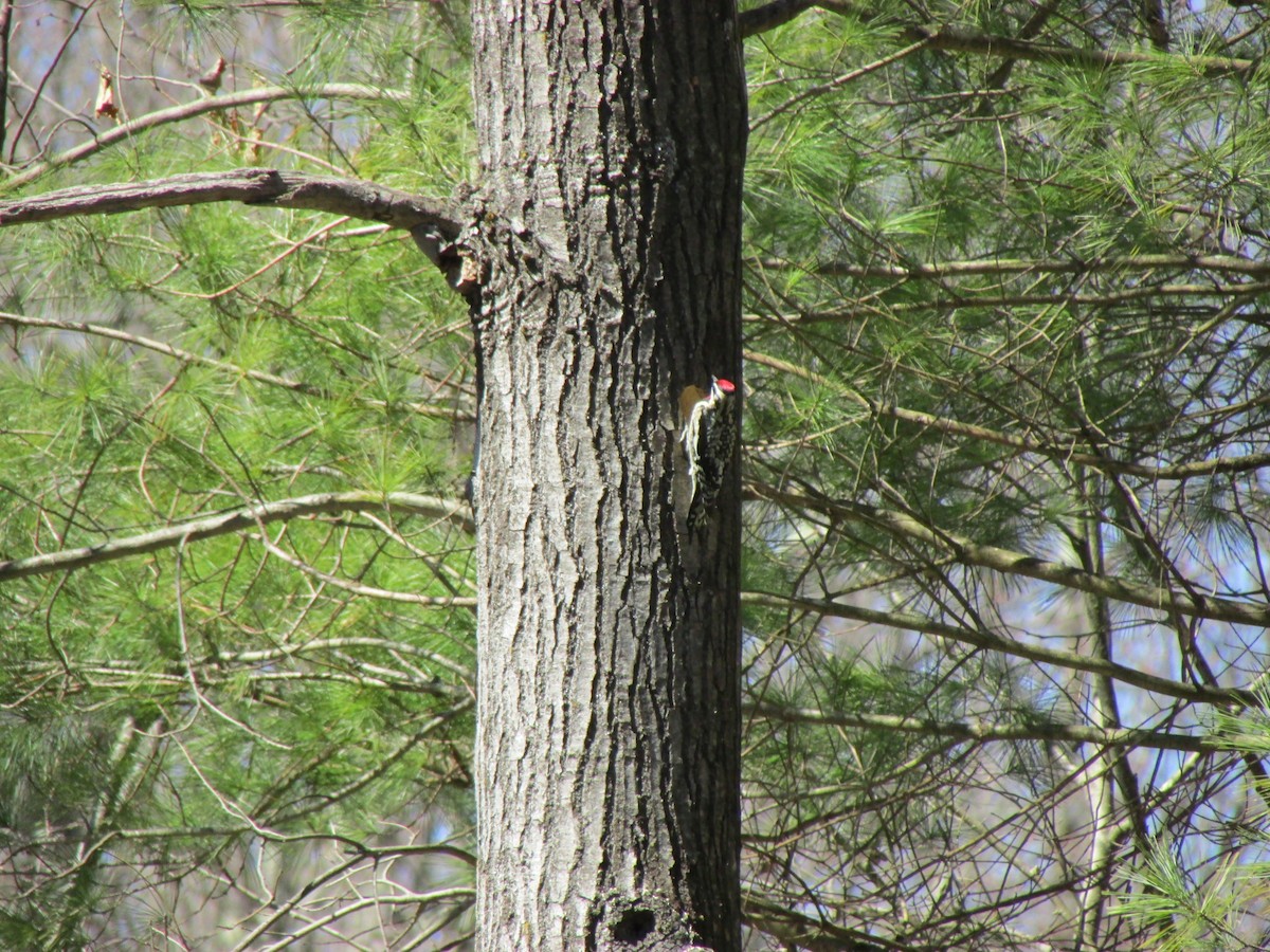 Yellow-bellied Sapsucker - ML559624801