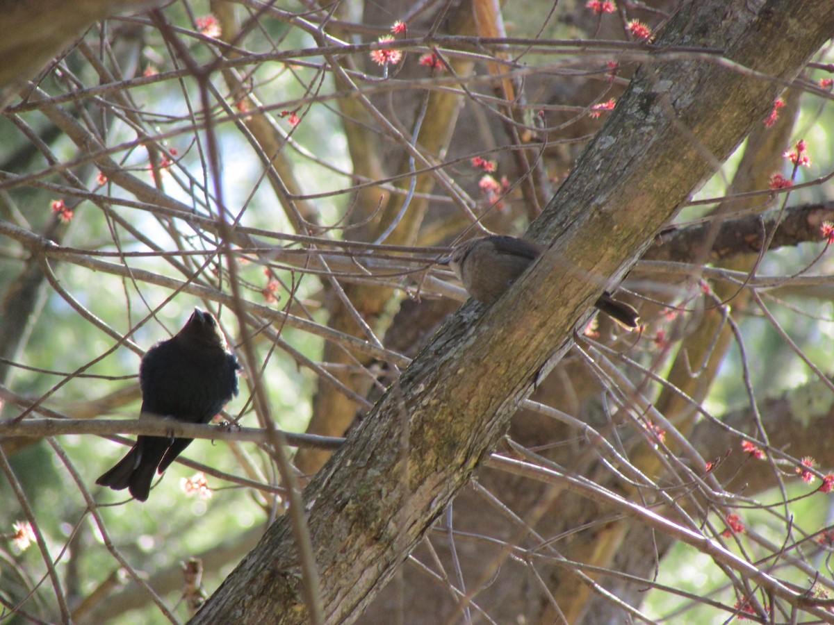 Brown-headed Cowbird - David Matevosian