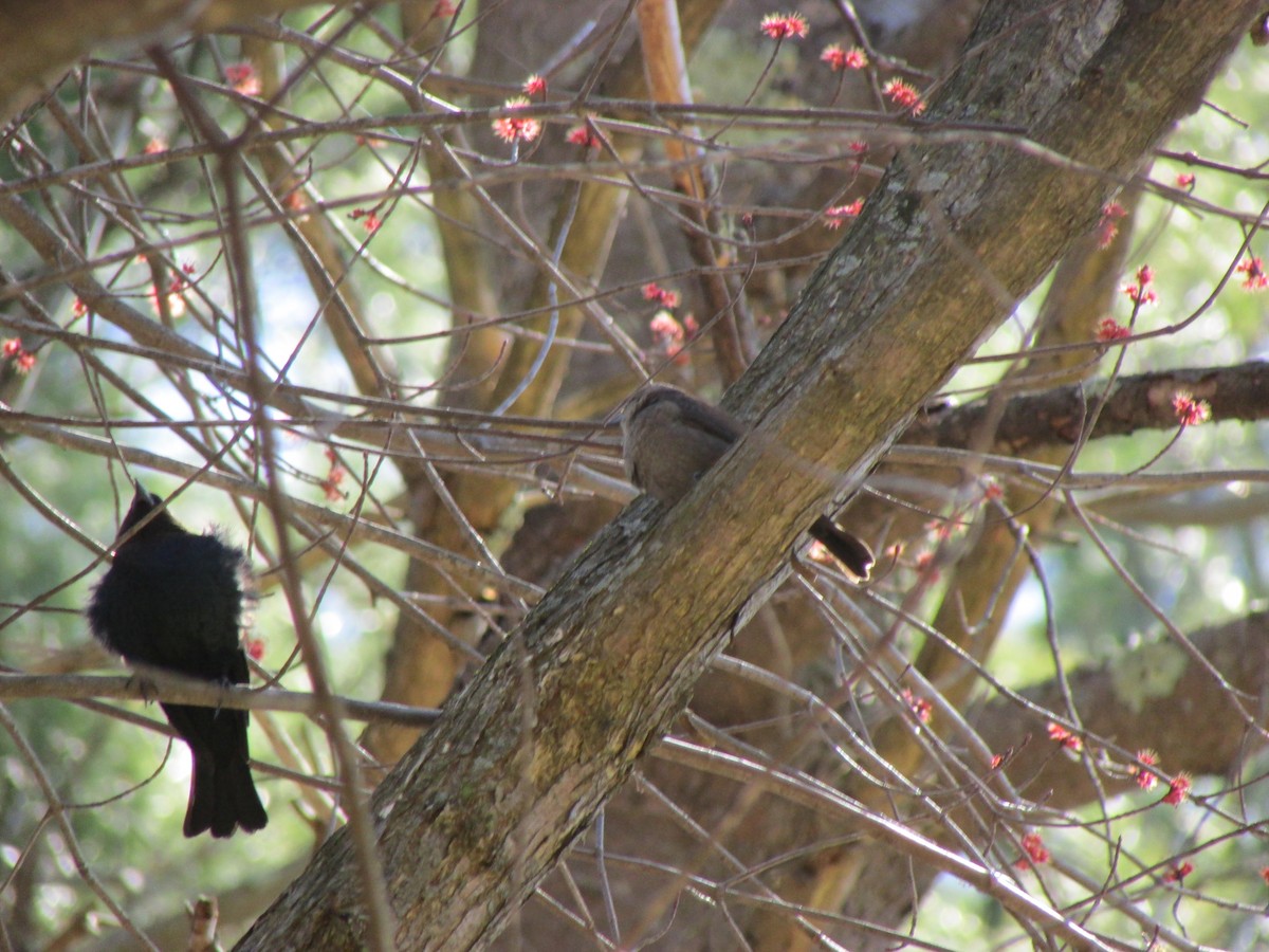 Brown-headed Cowbird - ML559625111