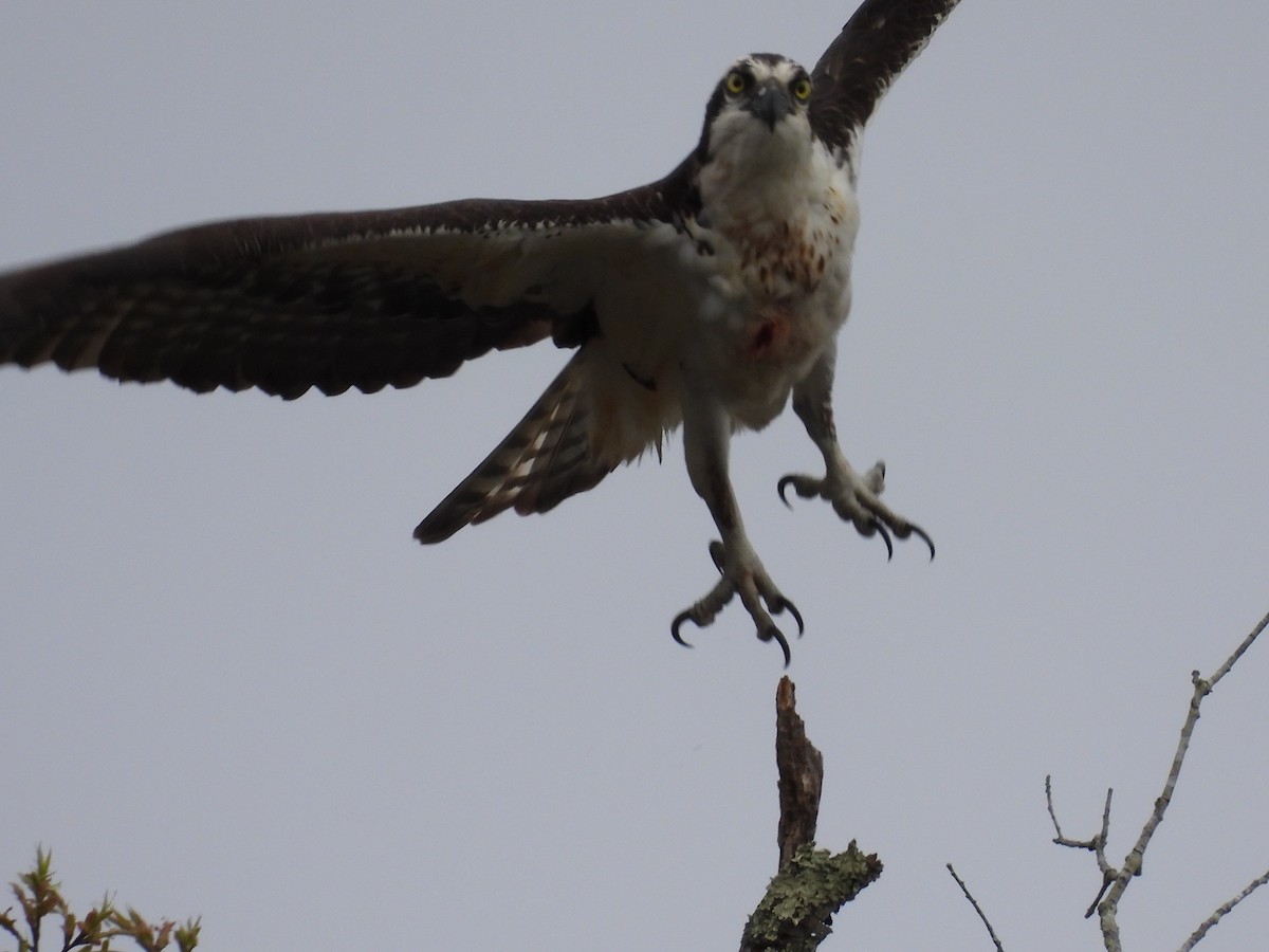 Osprey - Jeff Fengler