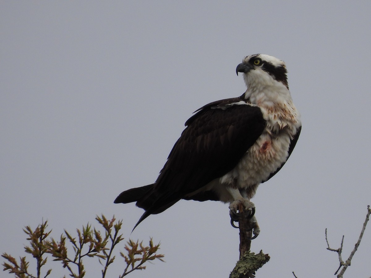 Osprey - ML559628401