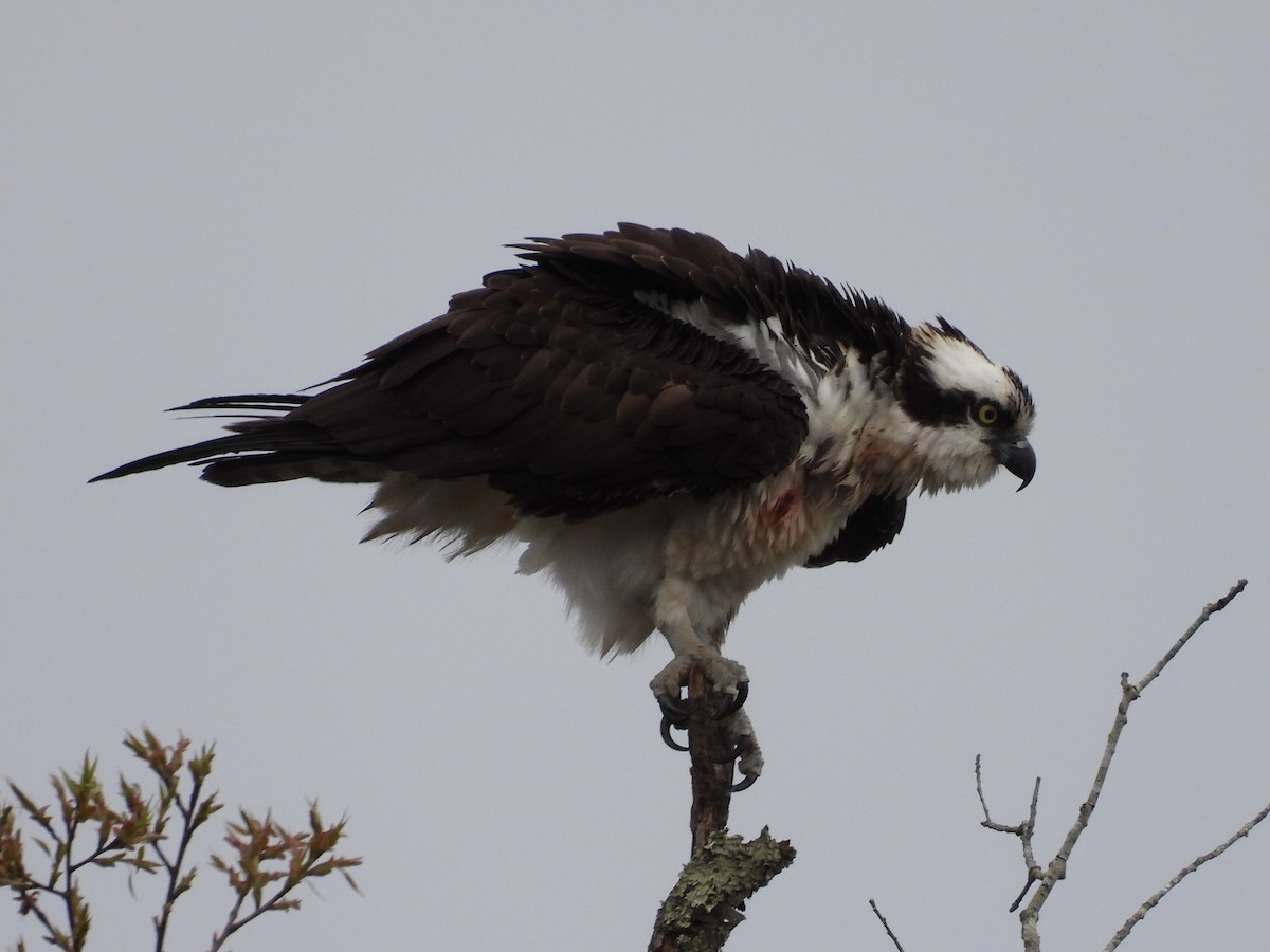 Osprey - ML559628411