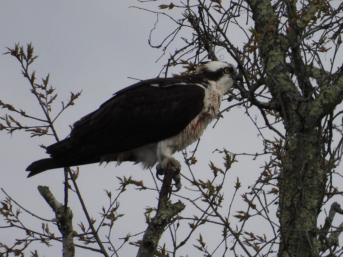 Osprey - ML559628461