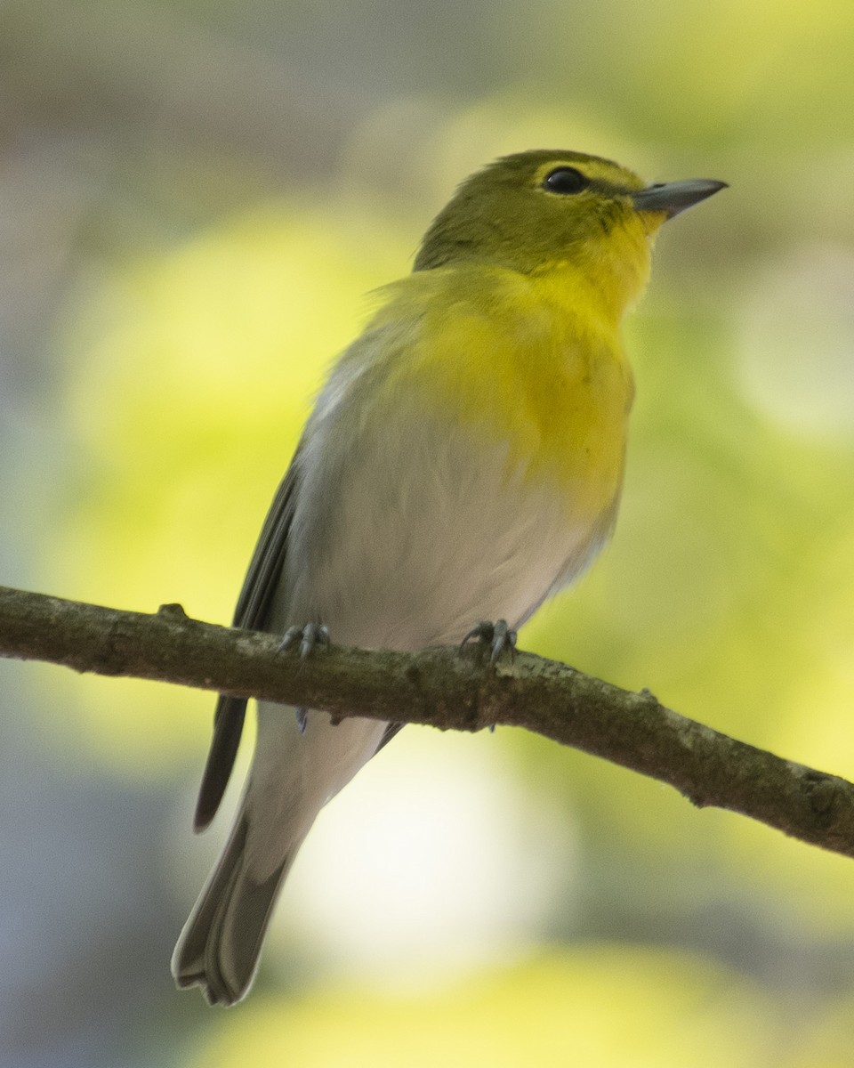 Vireo Gorjiamarillo - ML559628561