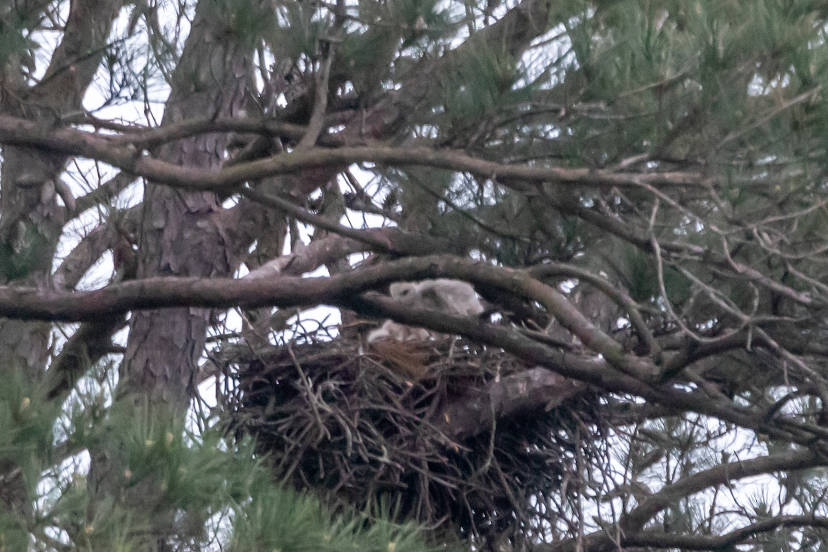 Red-tailed Hawk - ML559628841