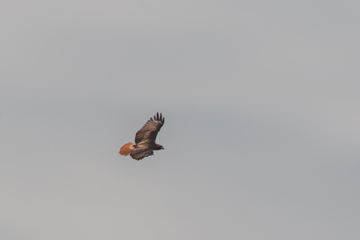 Red-tailed Hawk - ML559629311