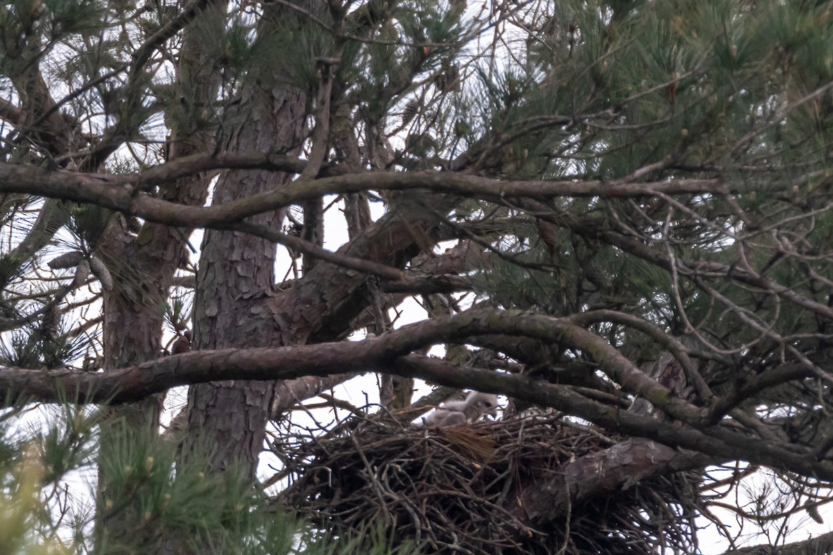 Red-tailed Hawk - ML559629361