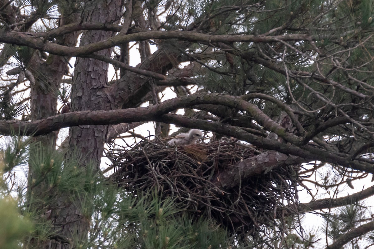 Red-tailed Hawk - ML559629371