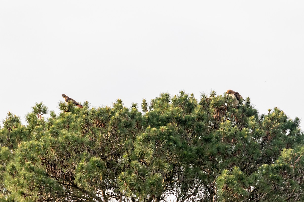 Red-tailed Hawk - ML559629381