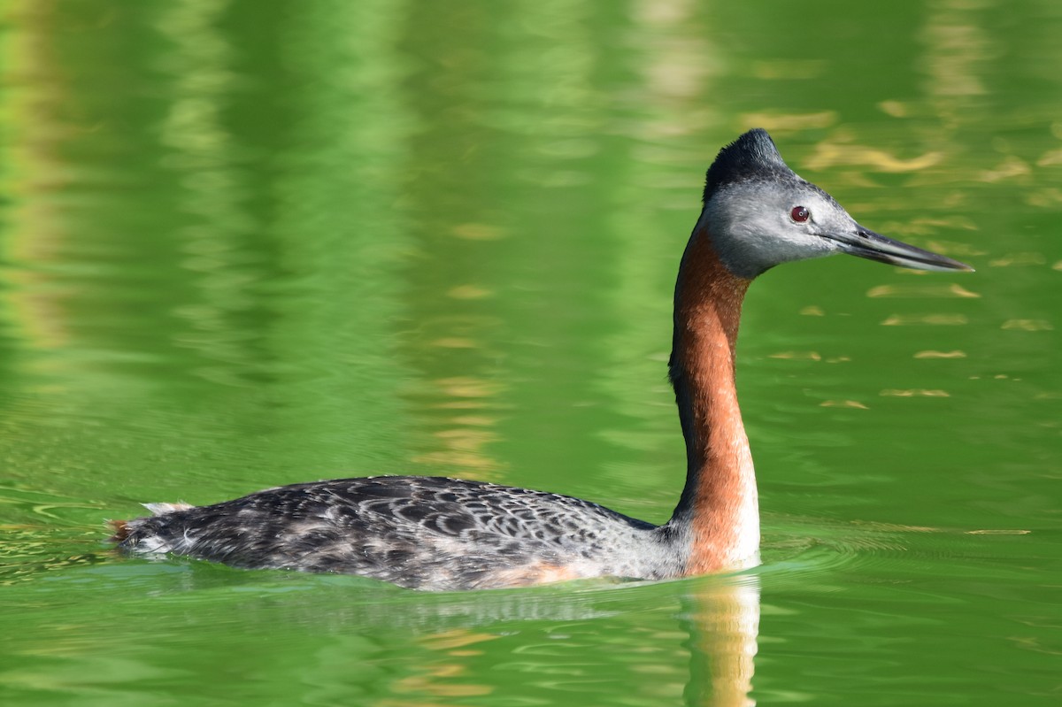 Great Grebe - ML559630111