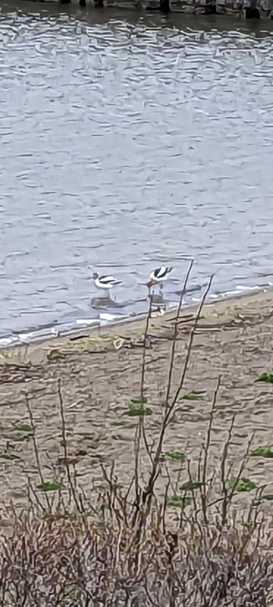 American Avocet - ML559632201