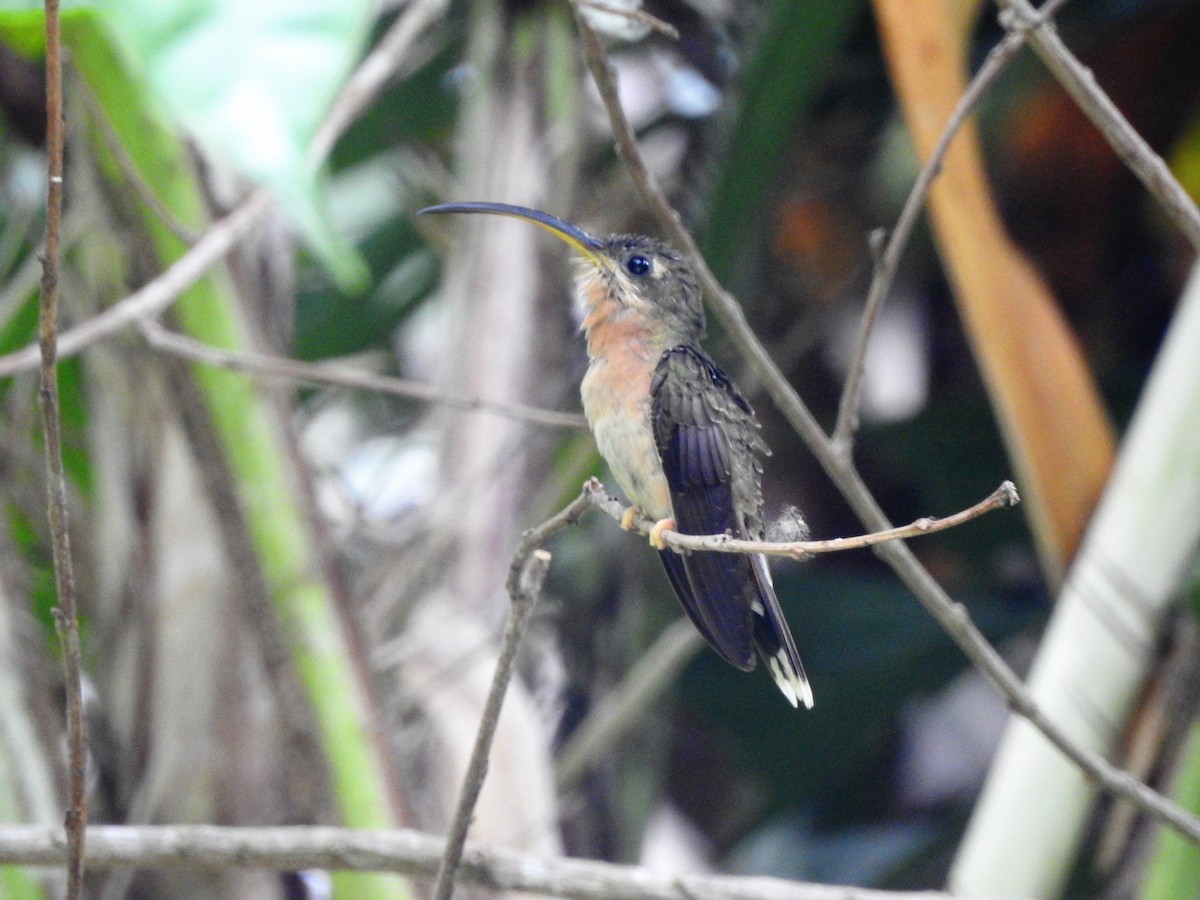 Rufous-breasted Hermit - adrian ganem