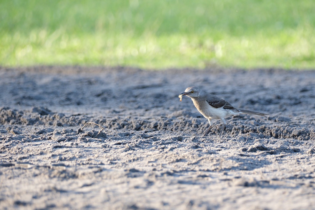 Northern Mockingbird - ML559633981