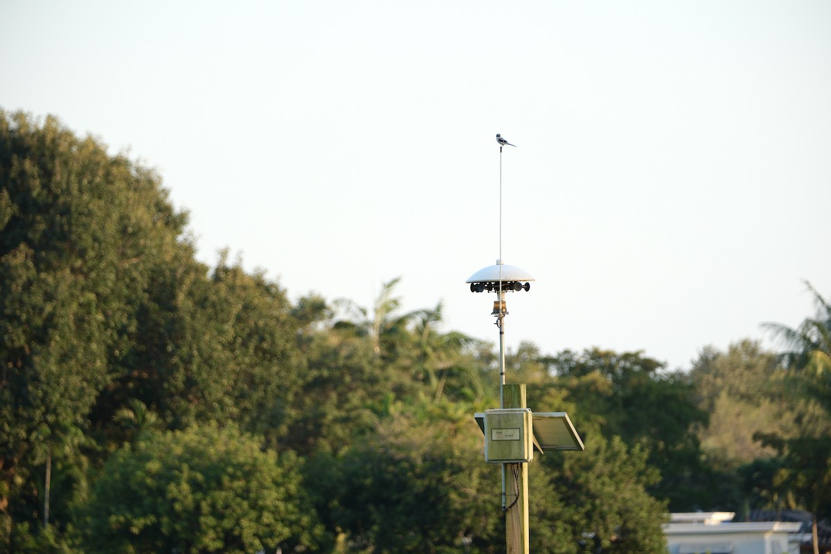 Loggerhead Shrike - ML559634211