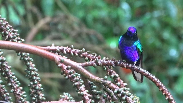 kolibřík hyacintový - ML559634481