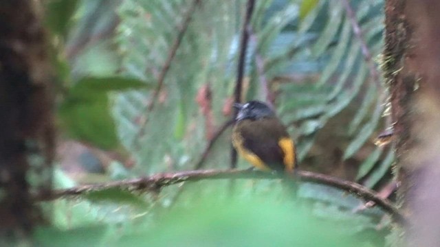 Ornate Flycatcher - ML559636351