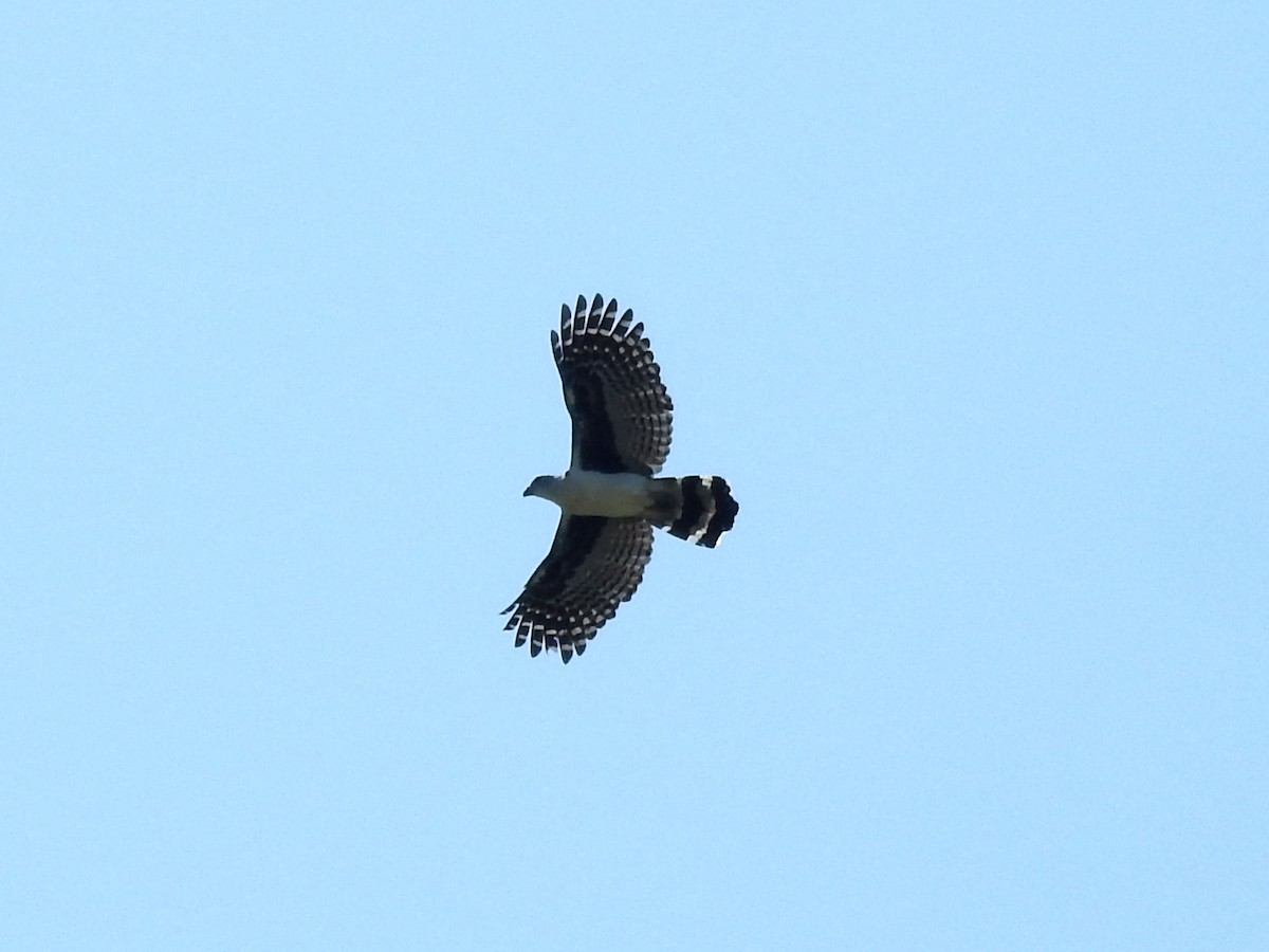 Gray-headed Kite - ML559636781