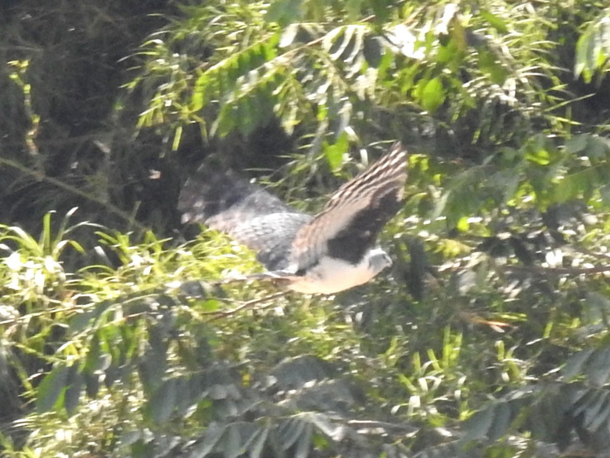 Gray-headed Kite - ML559636791