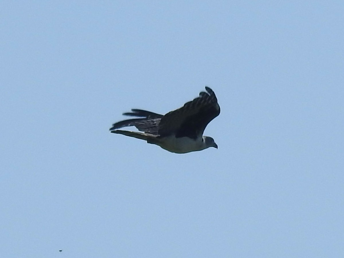 Gray-headed Kite - ML559636801