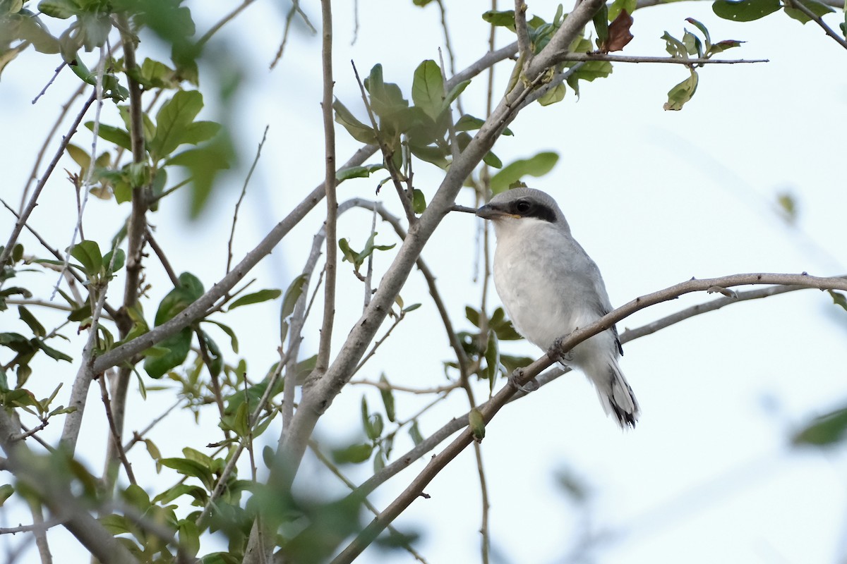 Pie-grièche migratrice - ML559637771