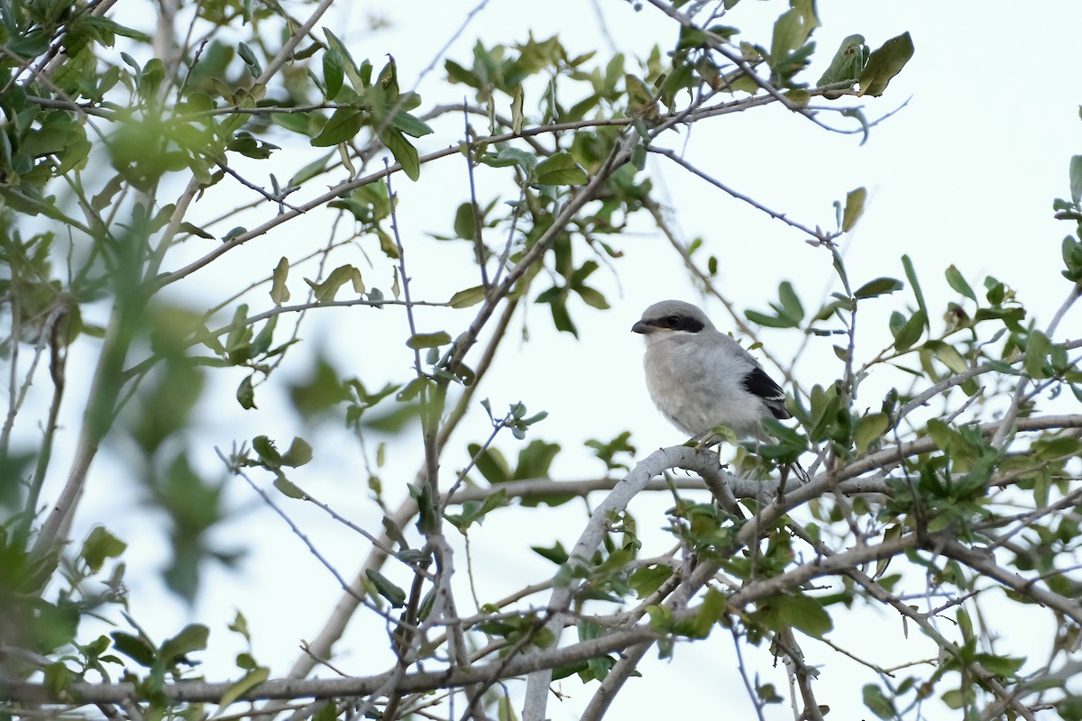 Pie-grièche migratrice - ML559637791