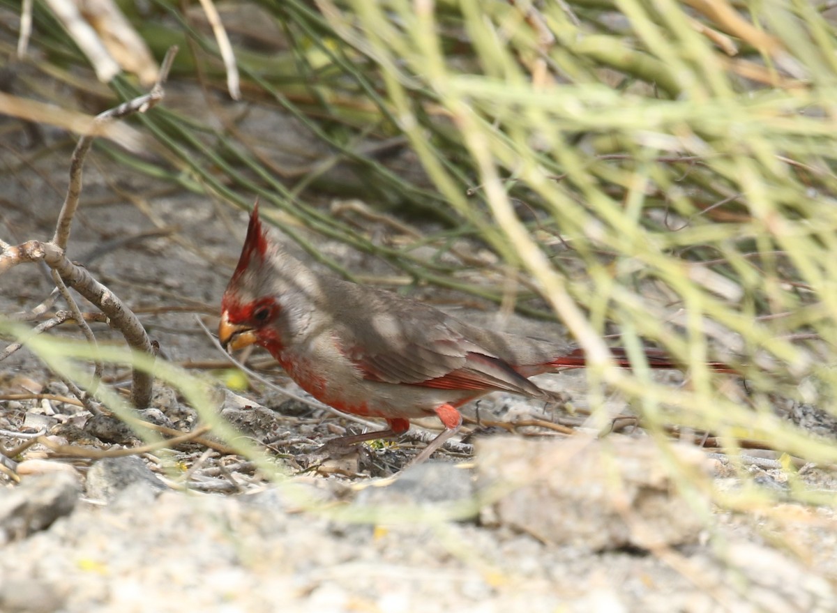 Pyrrhuloxia - ML559640551
