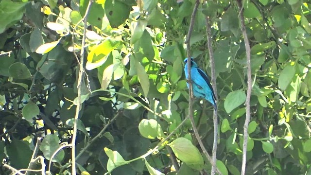 Turquoise Dacnis - ML559640751