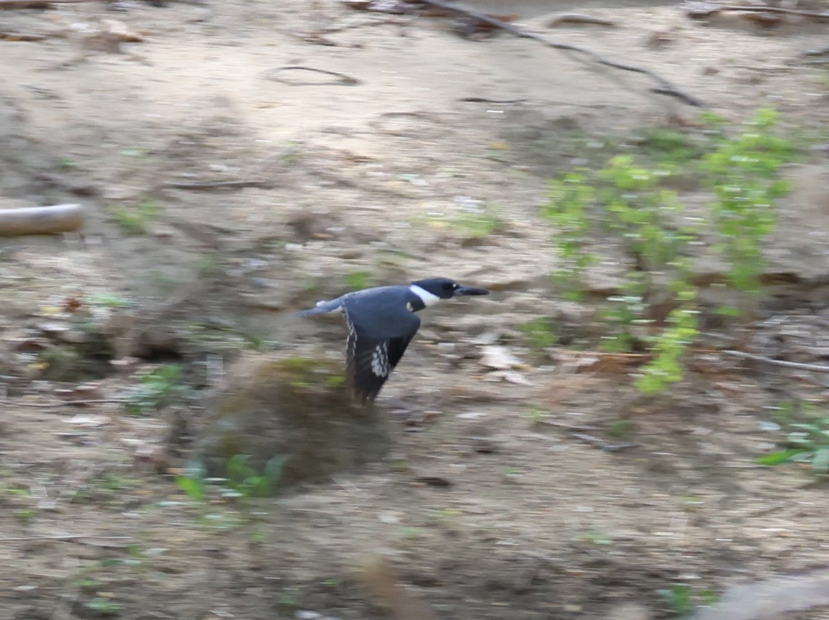 Belted Kingfisher - ML559641641
