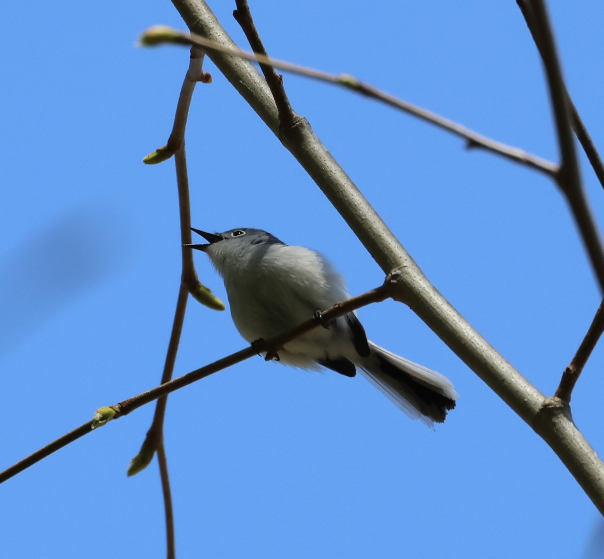 Blue-gray Gnatcatcher - ML559641771