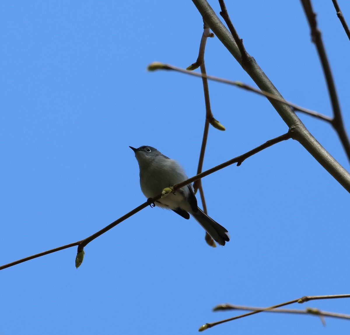 Blue-gray Gnatcatcher - ML559641781