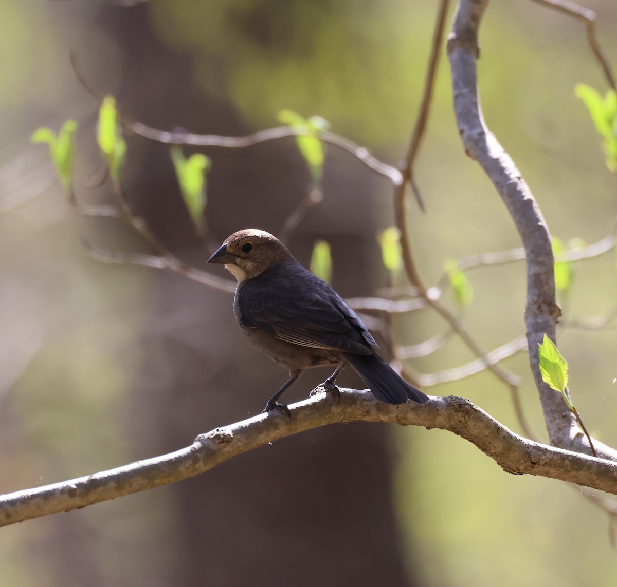 Brown-headed Cowbird - ML559641871