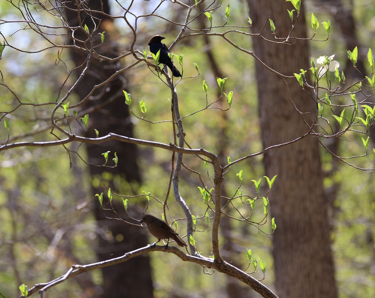 Brown-headed Cowbird - ML559641891