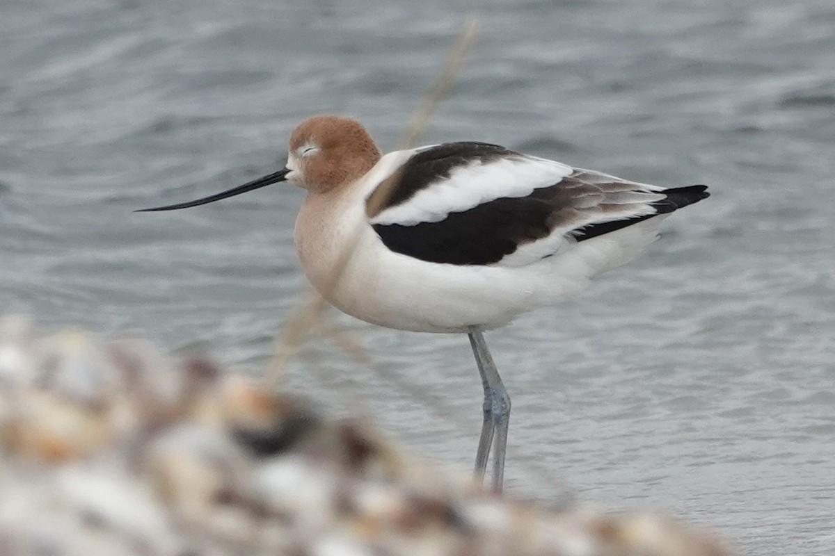 American Avocet - ML559642721