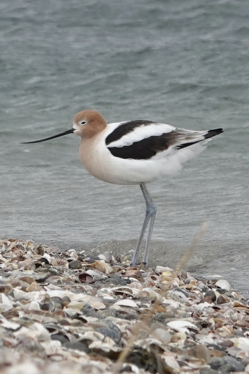 American Avocet - ML559642751