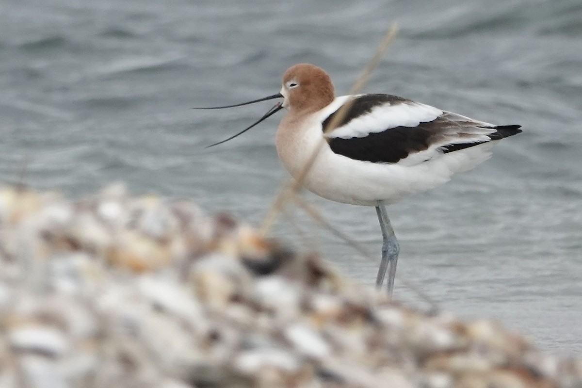 American Avocet - jean adamus