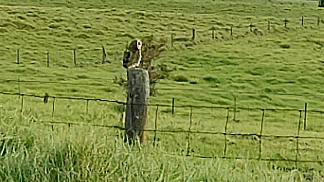 Short-eared Owl (Hawaiian) - ML559645211