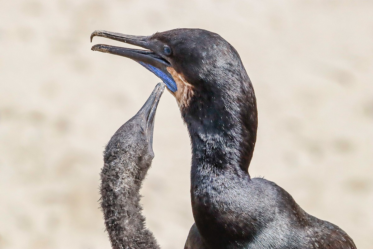 Cormoran de Brandt - ML559645431