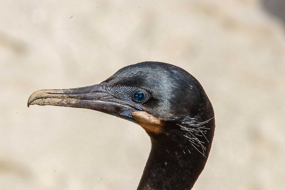 Brandt's Cormorant - ML559645451