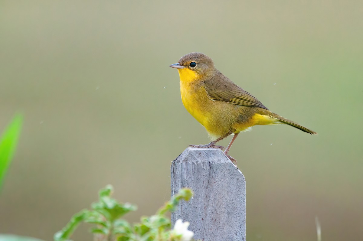 Southern Yellowthroat - ML559646091