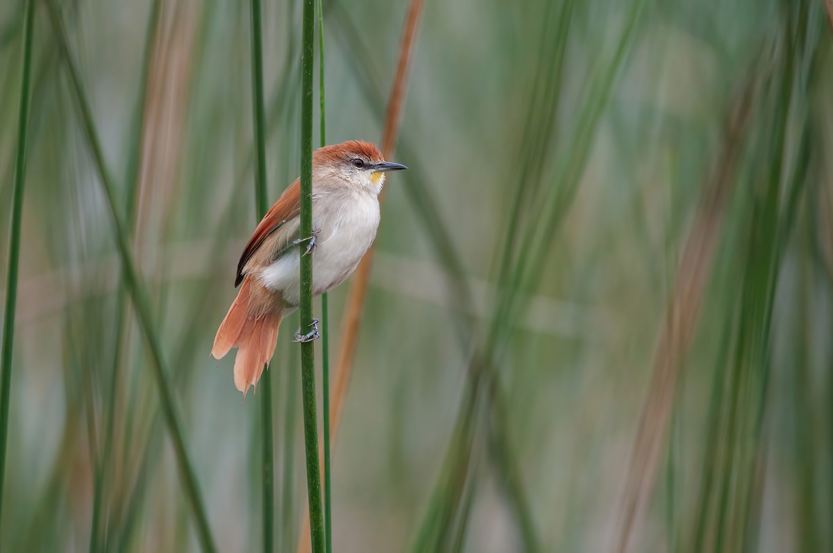 Yellow-chinned Spinetail - ML559646141