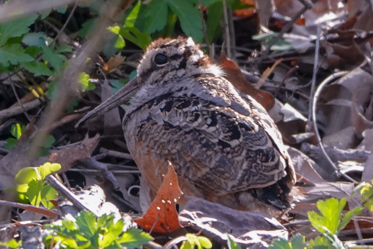 American Woodcock - Peter  Dy-Liacco