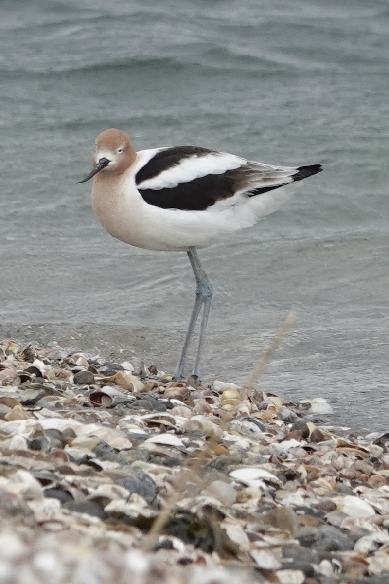 American Avocet - ML559646361