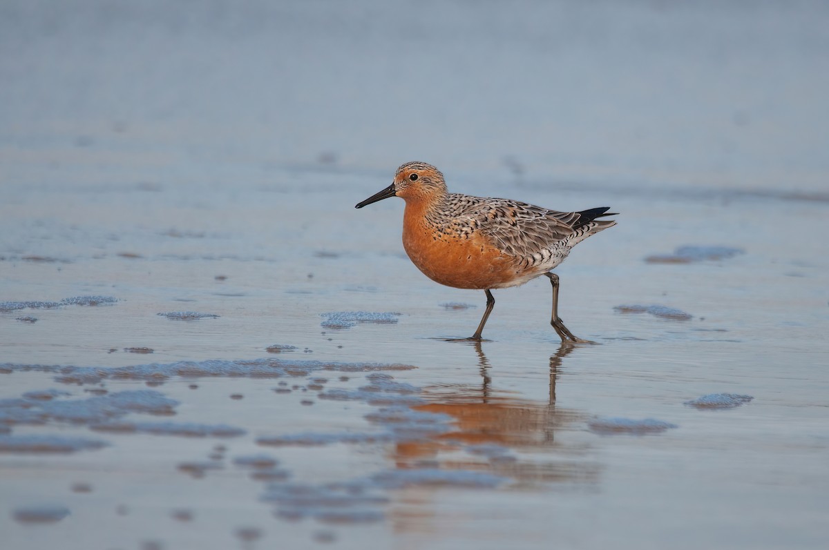 Red Knot - Raphael Kurz -  Aves do Sul