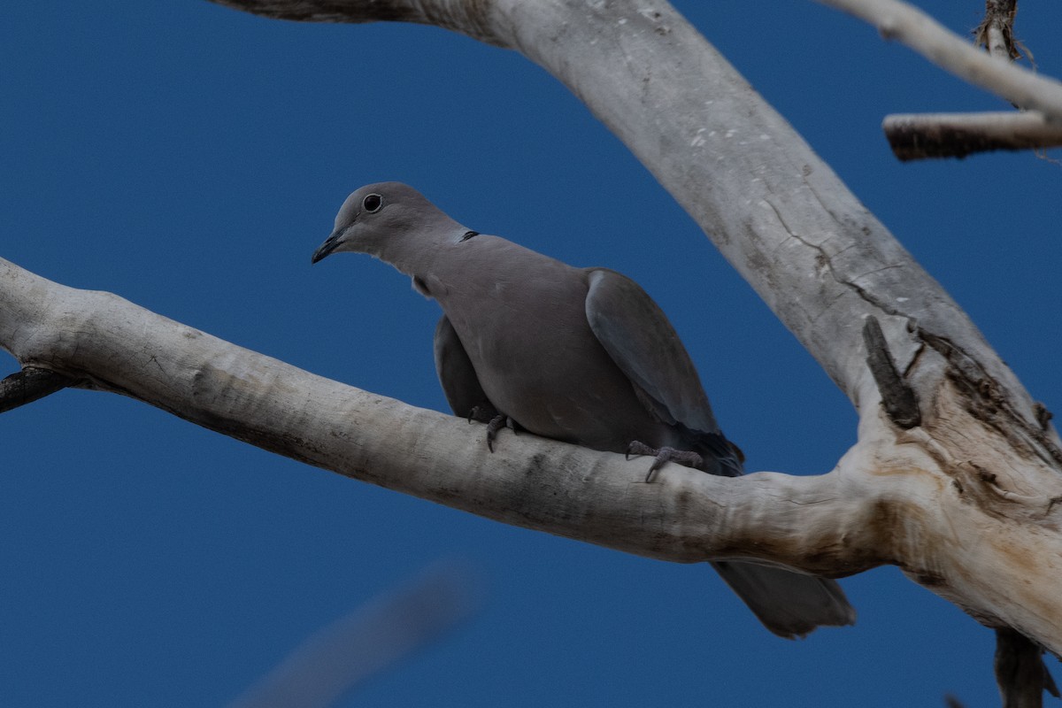 Eurasian Collared-Dove - ML559649321